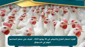 قفزة أسعار الفراخ والبيض في 30 يوليو 2025.. تعرف على سعر الساسو اليوم في الأسواق